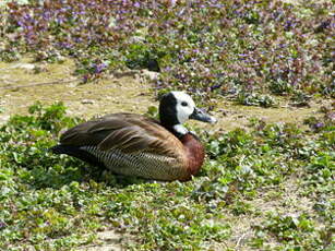 Dendrocygne veuf