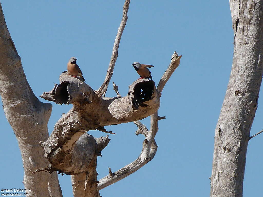 Black-throated Finchadult, habitat