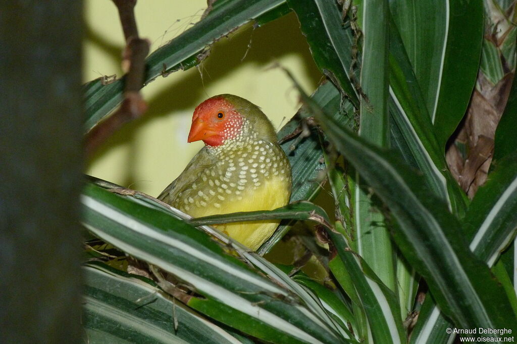 Diamant à queue rousse