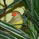 Diamant à queue rousse