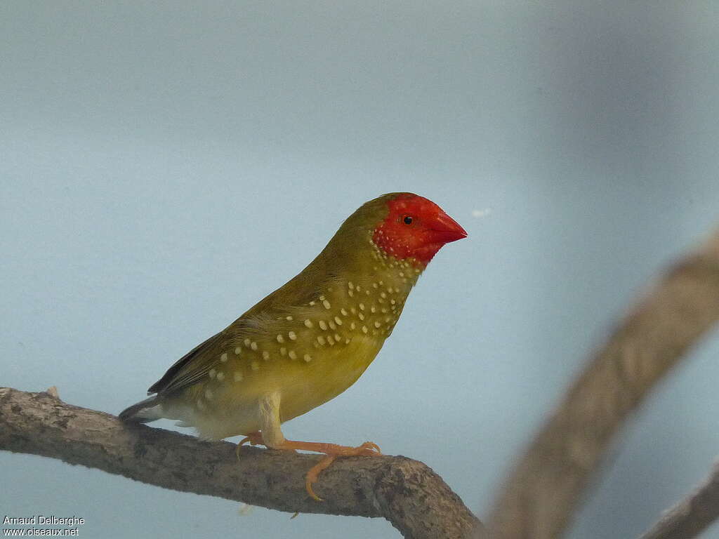 Star Finch, close-up portrait