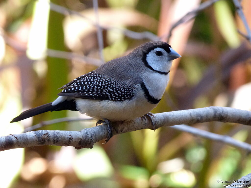 Double-barred Finch