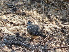 Double-barred Finch