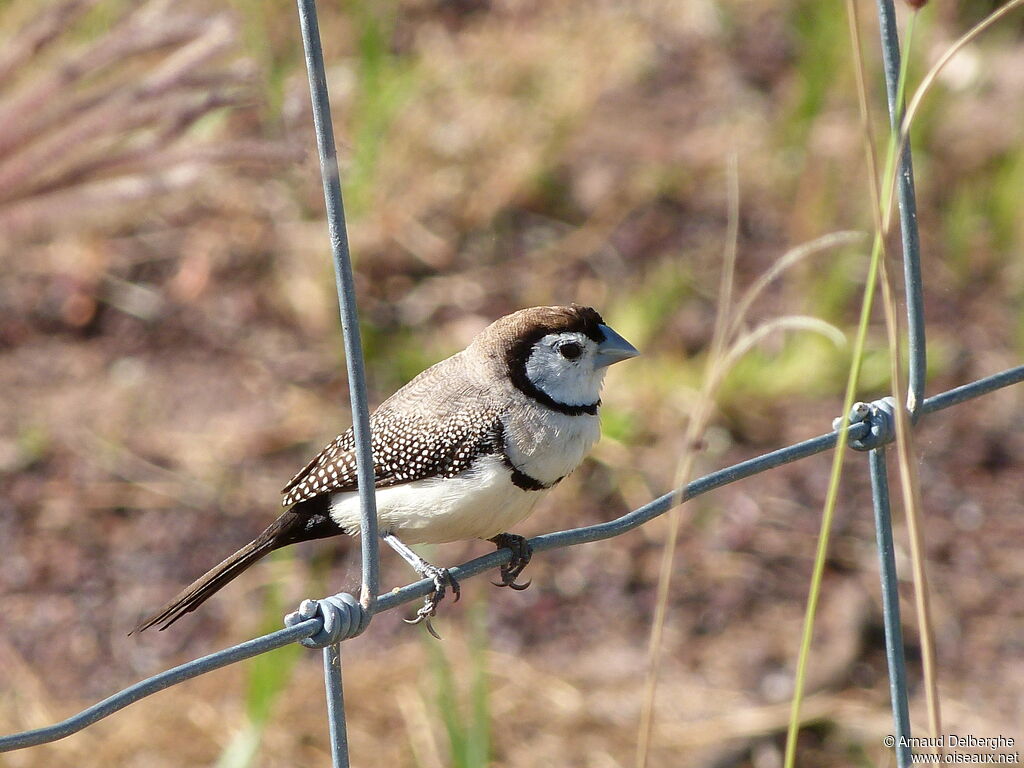 Double-barred Finch