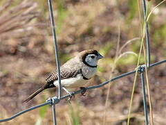 Double-barred Finch