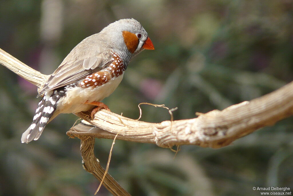 Zebra Finch