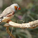 Diamant mandarin