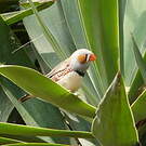 Diamant mandarin