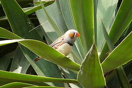 Sunda Zebra Finch