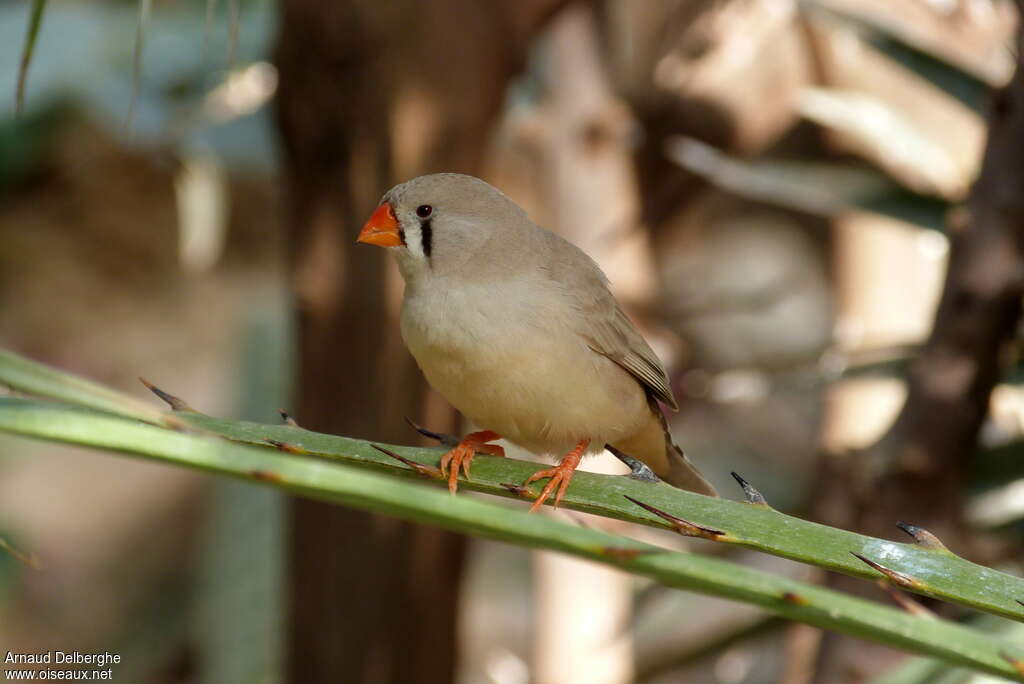 Sunda Zebra Finch female adult, close-up portrait