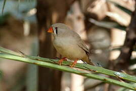 Zebra Finch