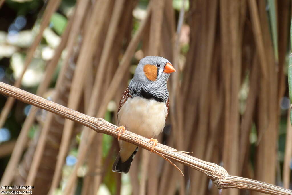 Zebra Finch male adult, habitat, pigmentation