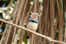 Zebra Finch