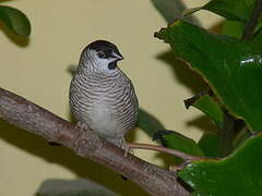 Plum-headed Finch