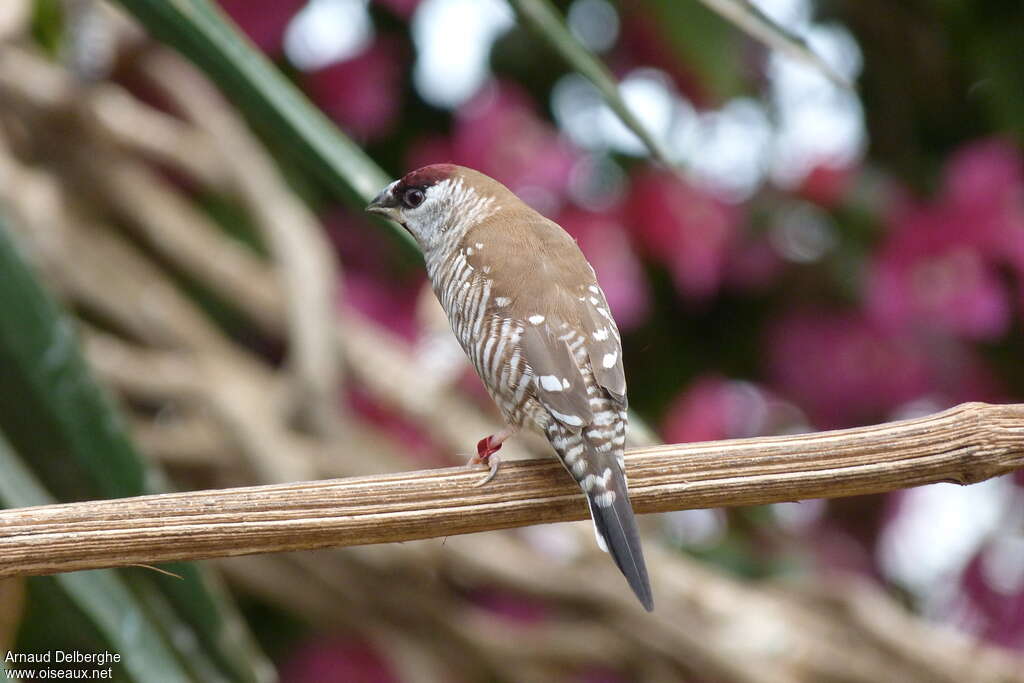 Plum-headed Finch