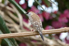 Plum-headed Finch