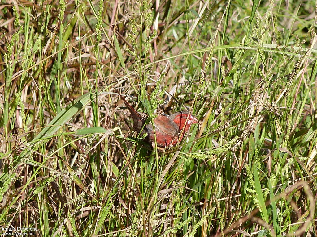 Crimson Finch male adult, habitat