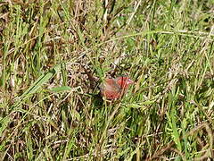 Crimson Finch