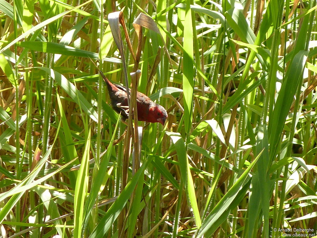 Crimson Finch