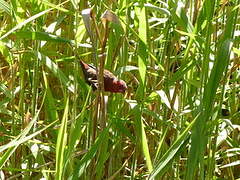 Crimson Finch