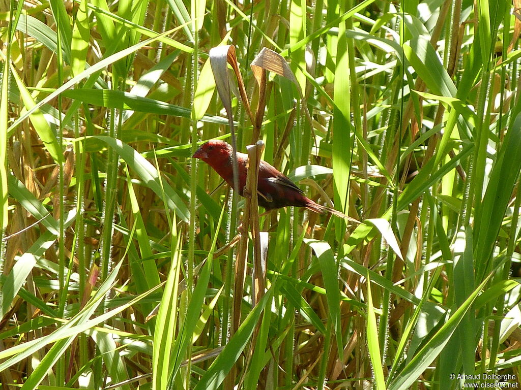 Diamant phaéton