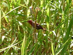 Crimson Finch