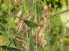 Red-throated Parrotfinch