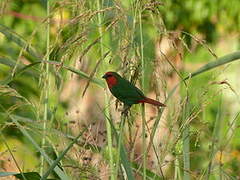 Red-throated Parrotfinch