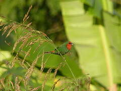 Red-throated Parrotfinch