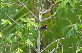 Scarlet-backed Flowerpecker