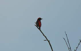 Scarlet-backed Flowerpecker