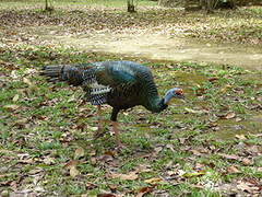 Ocellated Turkey