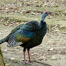 Dindon ocellé