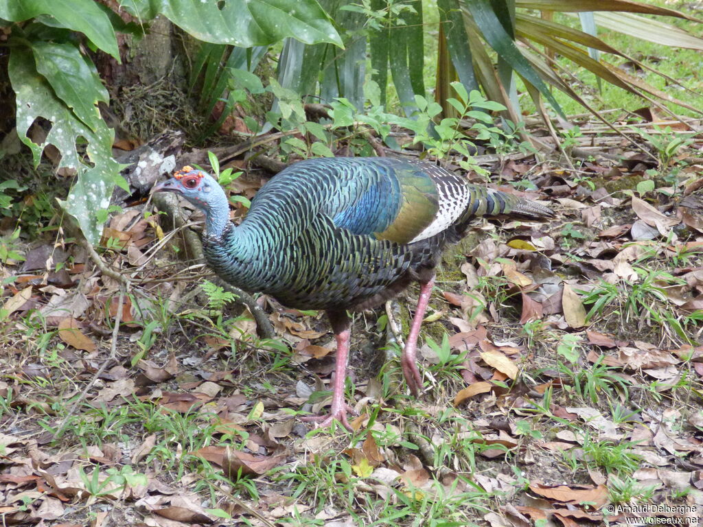 Ocellated Turkey