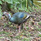 Dindon ocellé