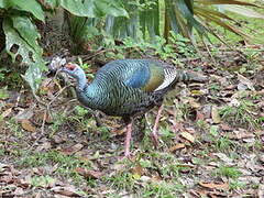 Ocellated Turkey