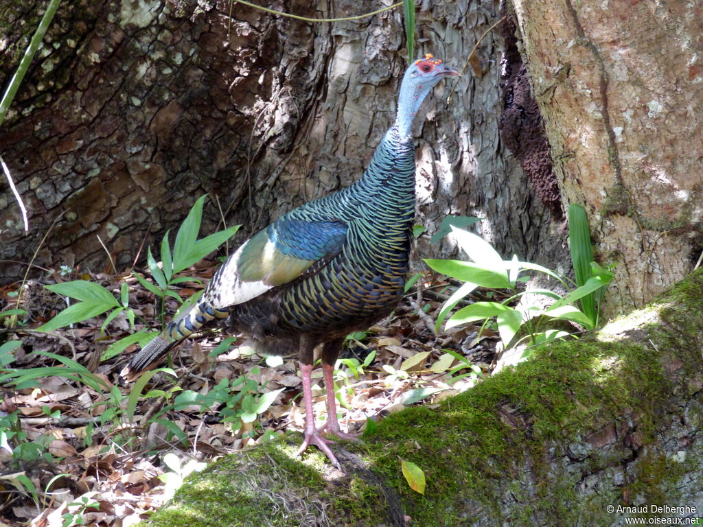 Ocellated Turkey