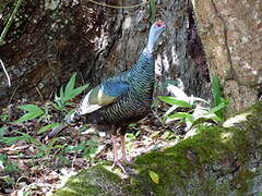 Ocellated Turkey