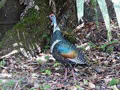 Ocellated Turkey