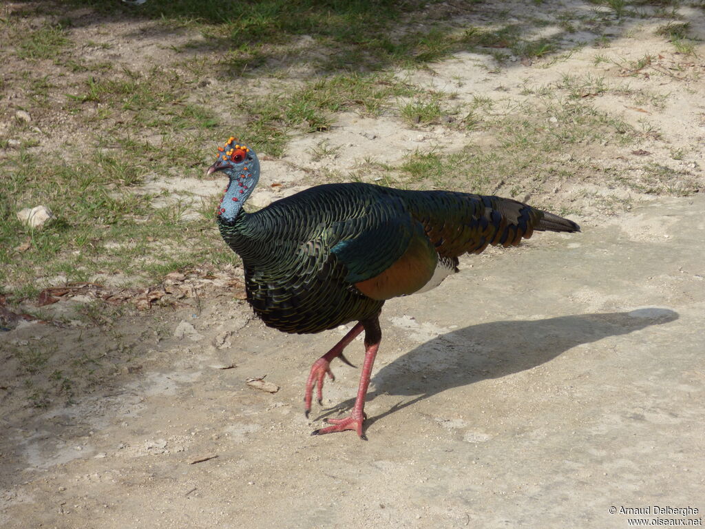 Ocellated Turkey