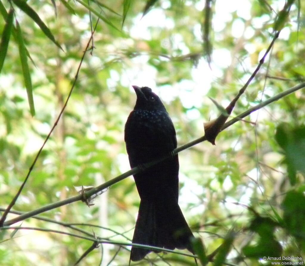 Drongo à raquettes