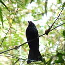 Drongo à raquettes
