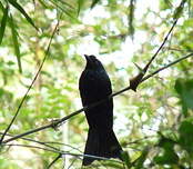 Drongo à raquettes