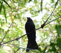 Greater Racket-tailed Drongo