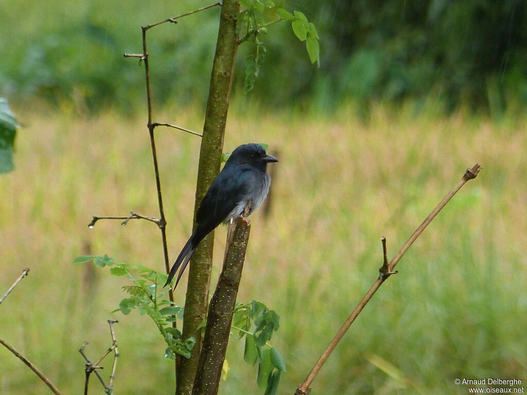 Drongo à ventre blanc