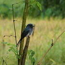 Drongo à ventre blanc