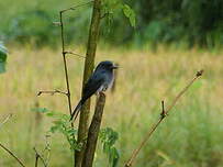 Drongo à ventre blanc