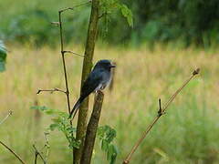 White-bellied Drongo