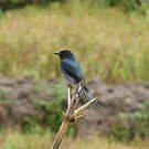Drongo à ventre blanc