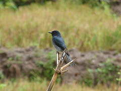 Drongo à ventre blanc